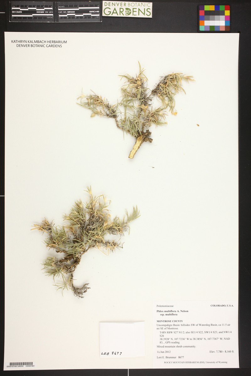 Phlox multiflora subsp. multiflora