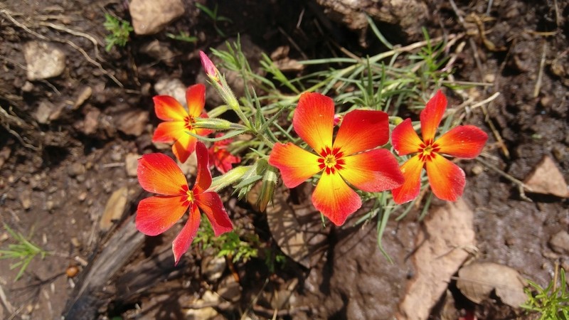 Santa Fe Phlox