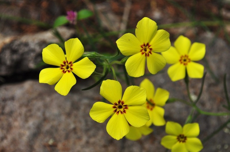 Santa Fe Phlox photo 2