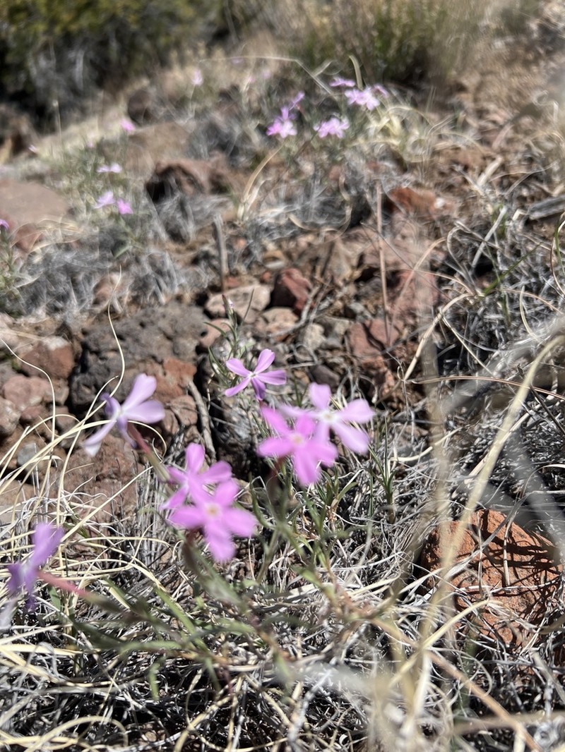 Santa Fe Phlox photo 3