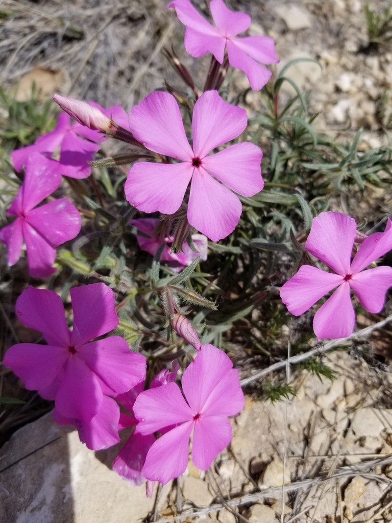 Santa Fe Phlox photo 4