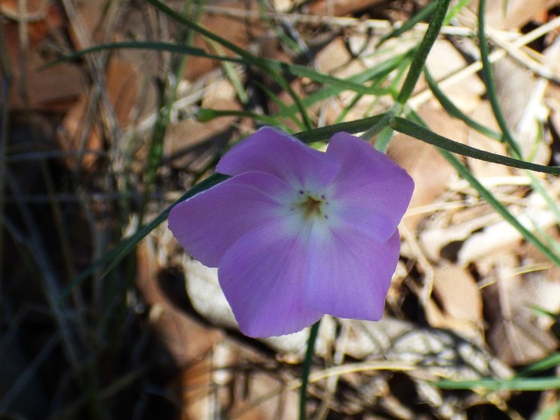 Santa Fe Phlox photo 5