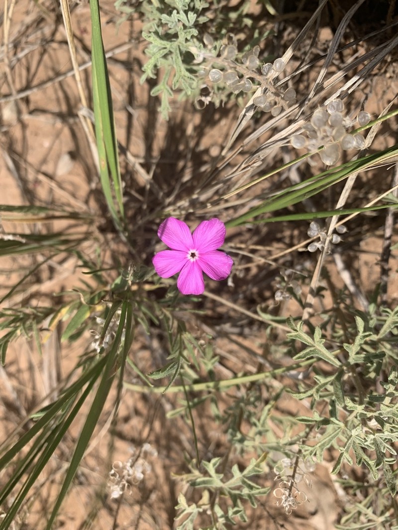 Santa Fe Phlox photo 6