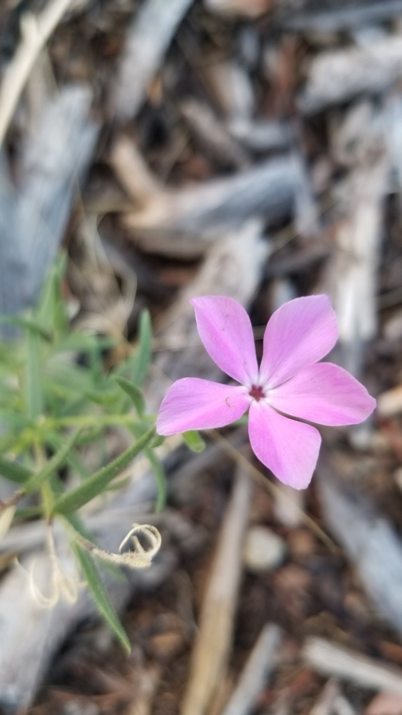 Santa Fe Phlox photo 7