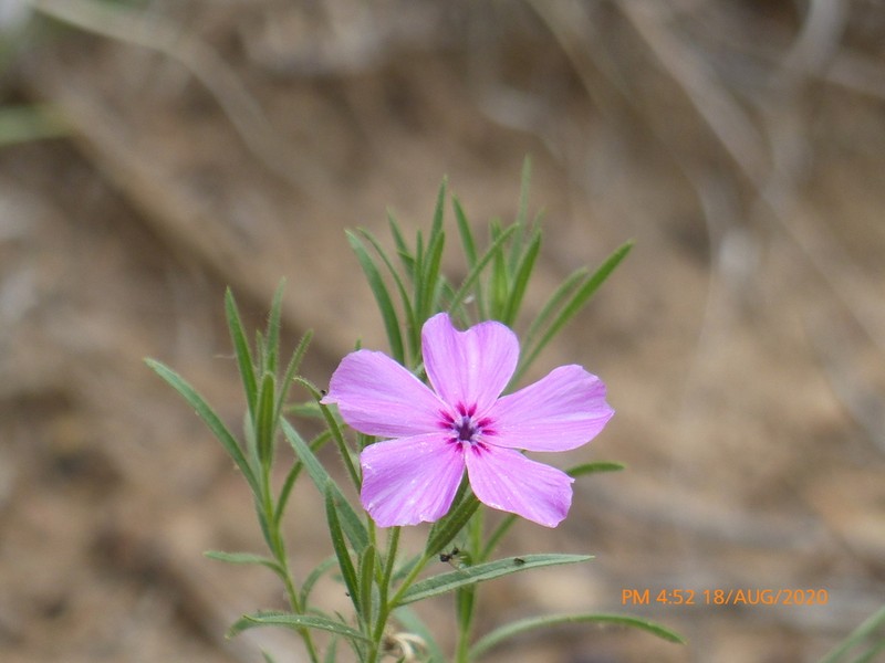 Santa Fe Phlox photo 8