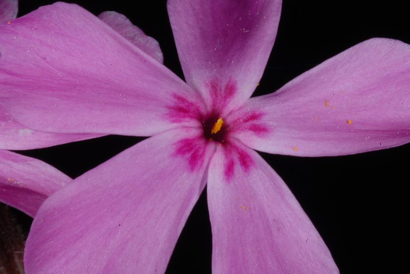 Trailing Phlox