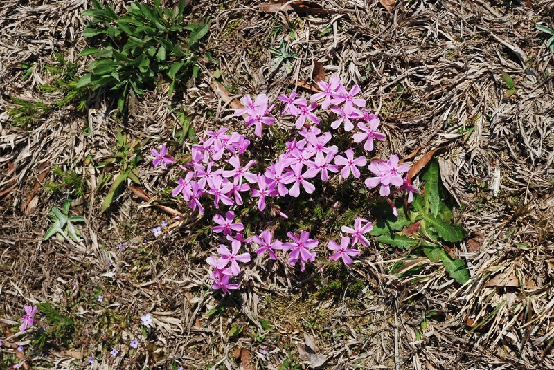 Trailing Phlox photo 5