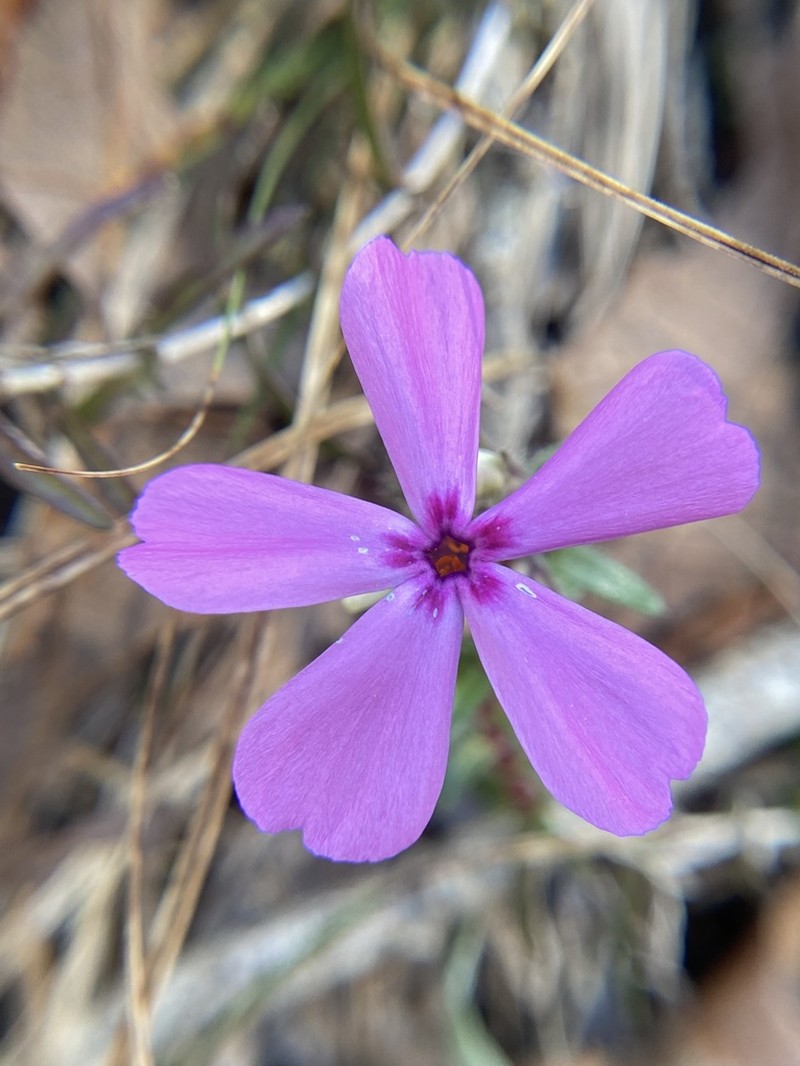 Trailing Phlox photo 3