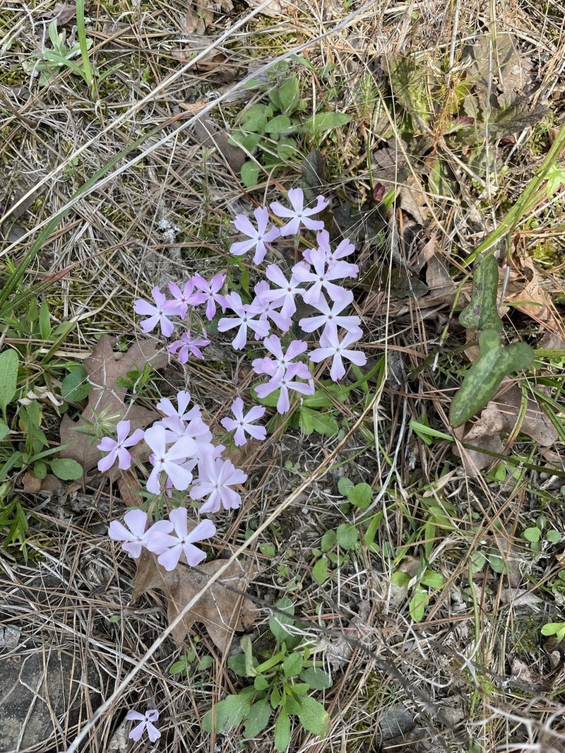 Trailing Phlox photo 4