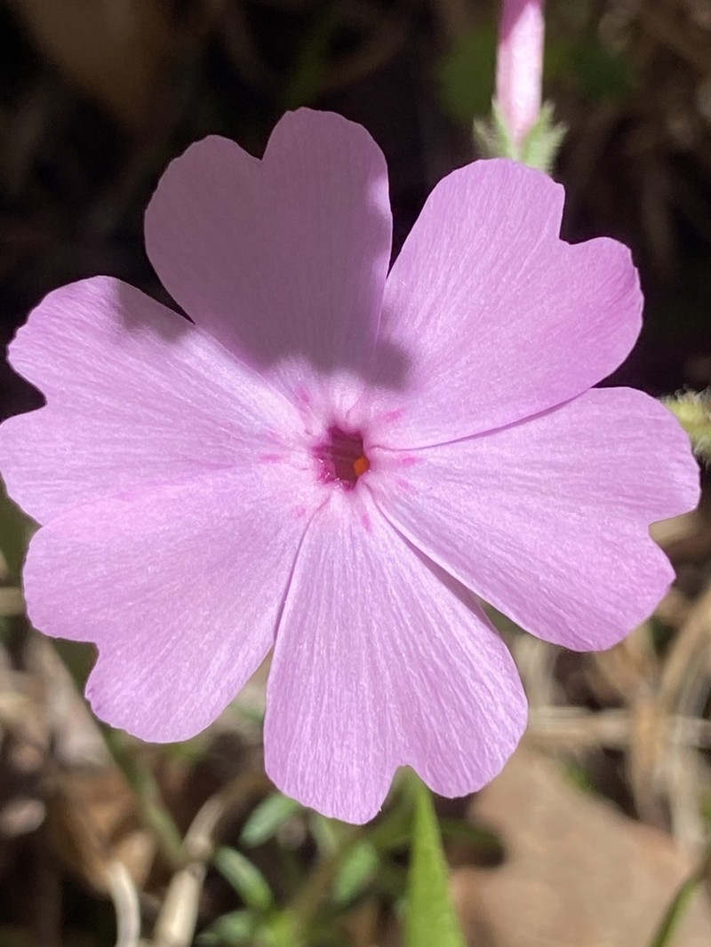 Trailing Phlox photo 5