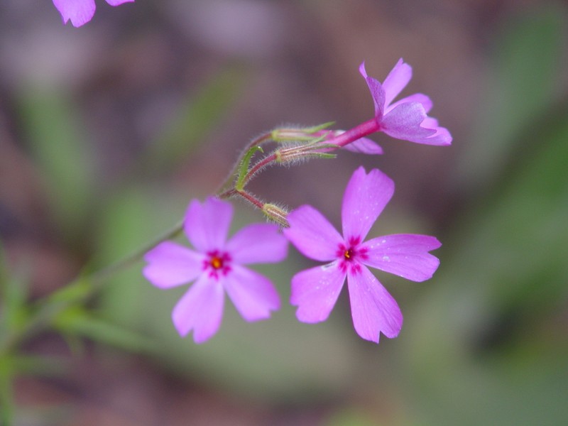 Trailing Phlox photo 6