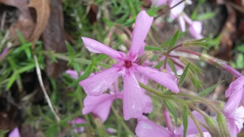 Trailing Phlox photo 7