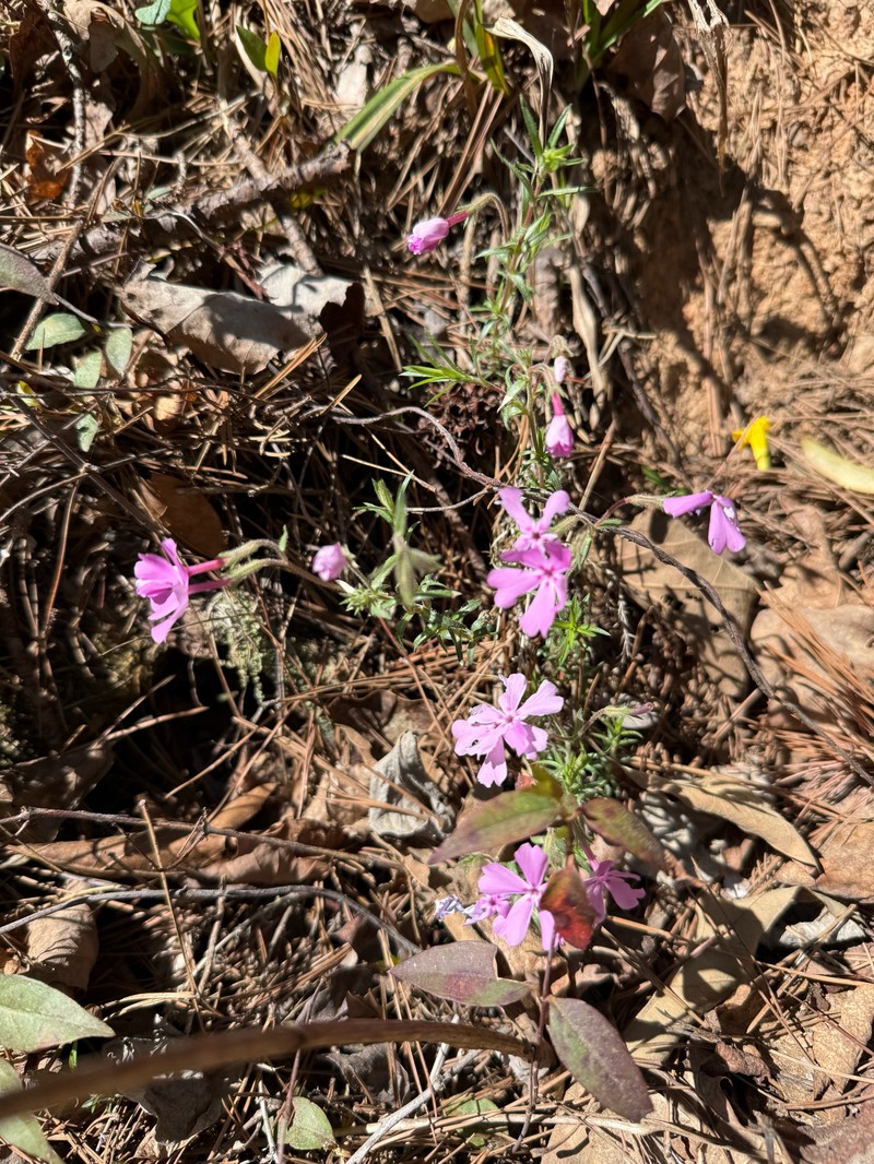 Phlox nivalis subsp. nivalis