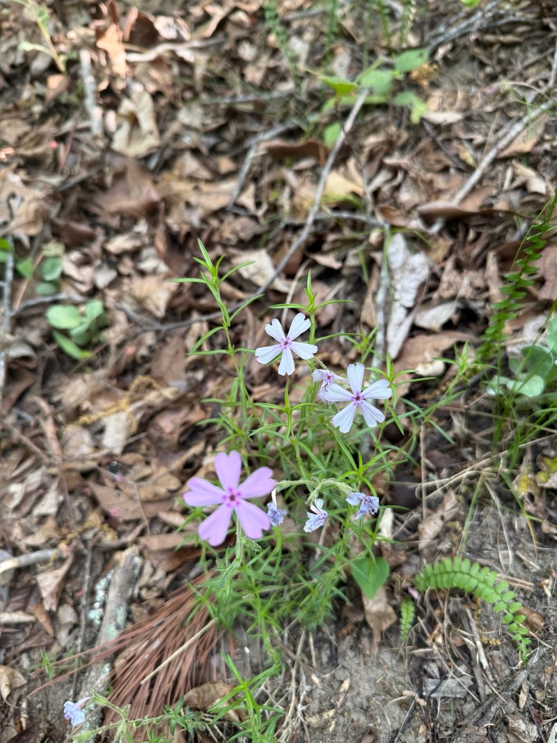 Phlox nivalis subsp. nivalis photo 2
