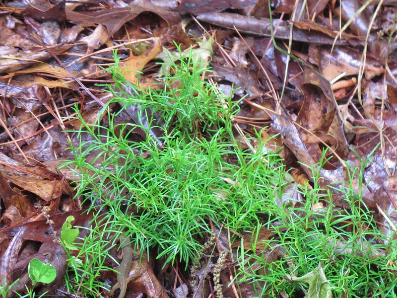 Phlox nivalis subsp. nivalis photo 3