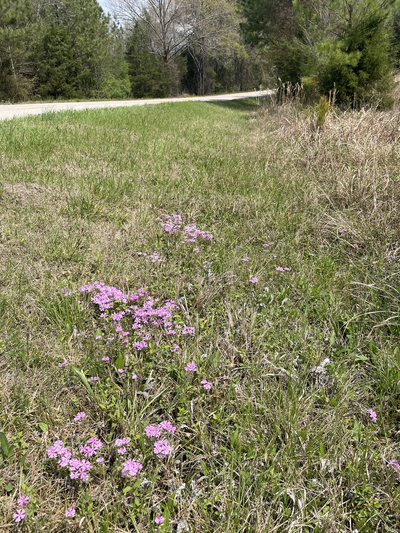 Phlox nivalis subsp. nivalis photo 4