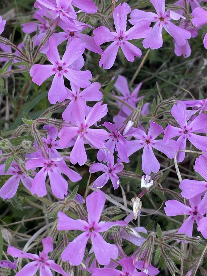Phlox nivalis subsp. nivalis photo 5