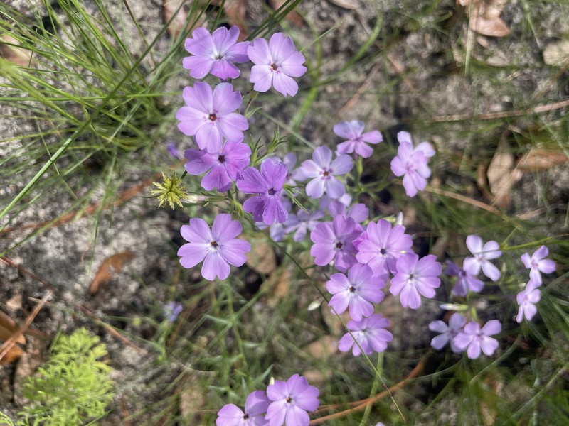 Phlox nivalis subsp. nivalis photo 6