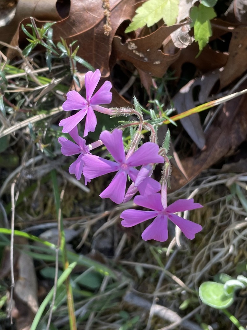 Phlox nivalis subsp. nivalis photo 7