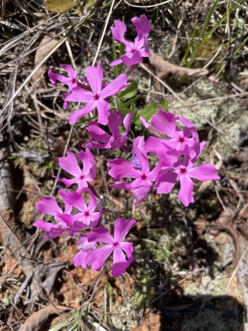 Phlox nivalis subsp. nivalis photo 8