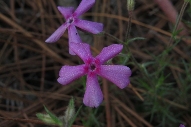 Phlox nivalis subsp. texensis