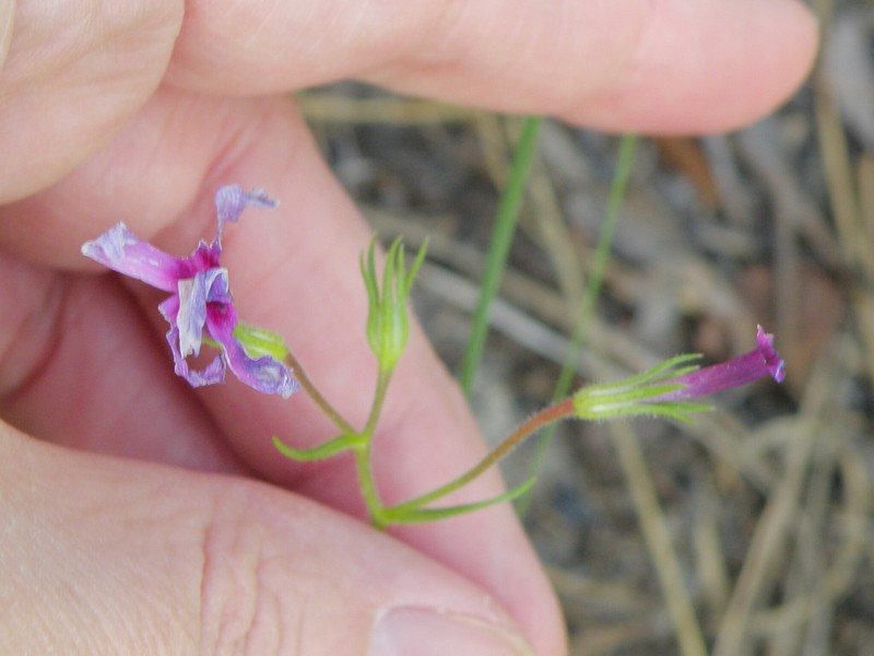 Phlox nivalis subsp. texensis photo 2