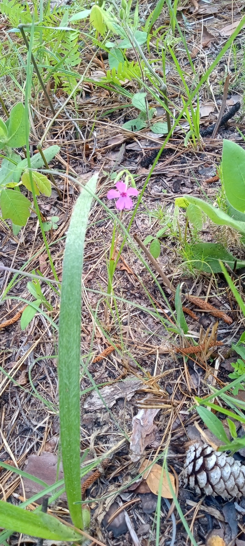 Phlox nivalis subsp. texensis photo 3