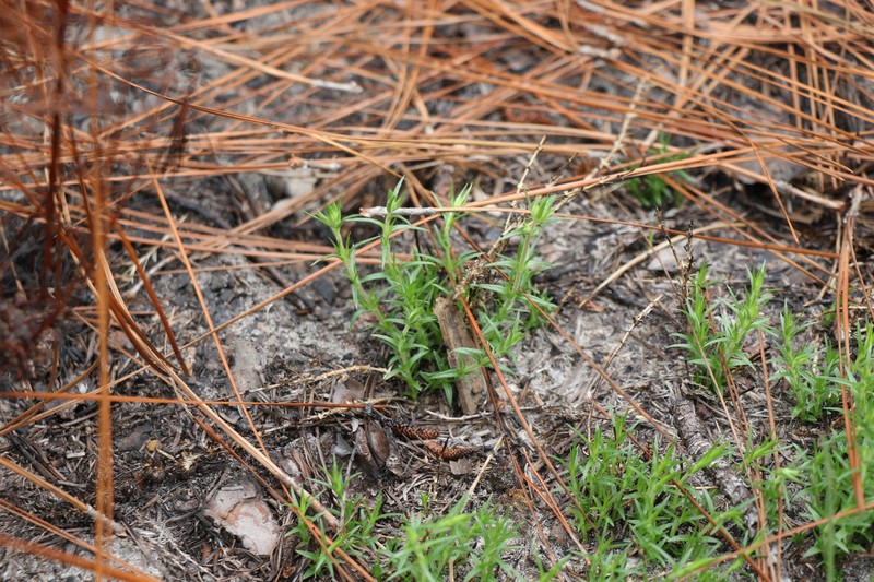 Phlox nivalis subsp. texensis photo 4