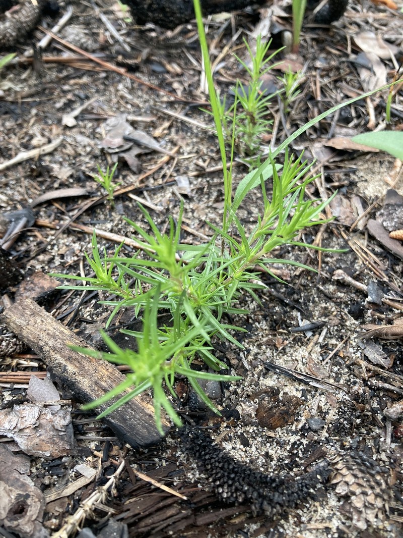 Phlox nivalis subsp. texensis photo 5