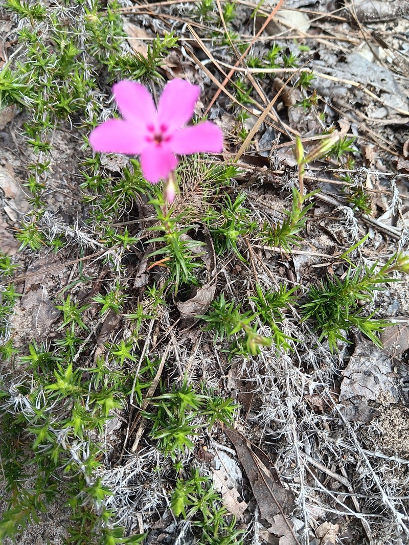 Phlox nivalis subsp. texensis photo 6