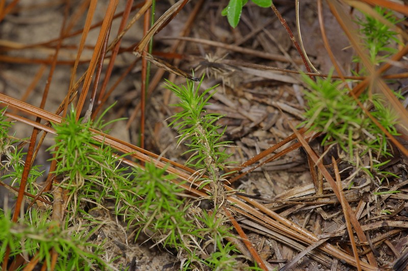Phlox nivalis subsp. texensis photo 7