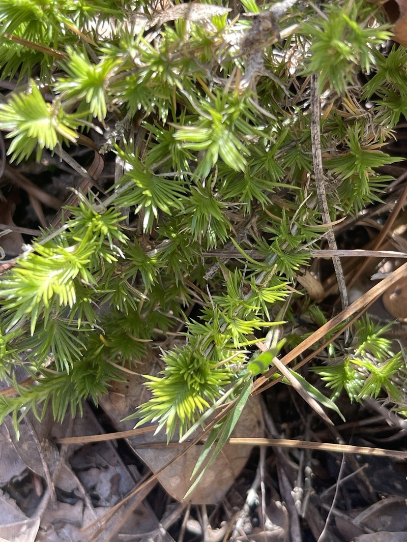 Phlox nivalis subsp. texensis photo 8