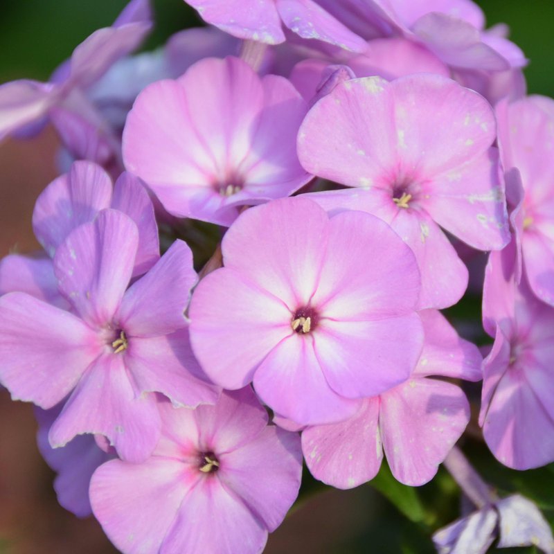 Oklahoma Phlox