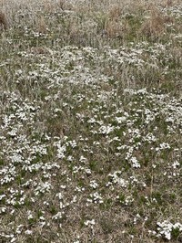 Oklahoma Phlox