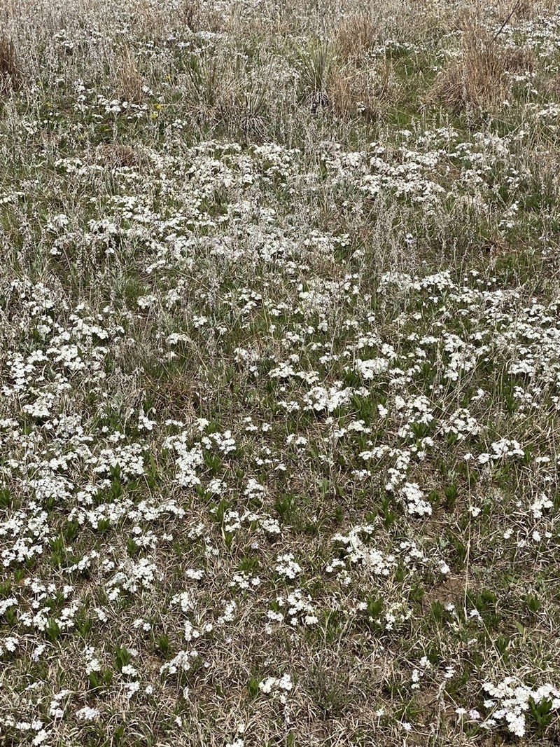 Oklahoma Phlox