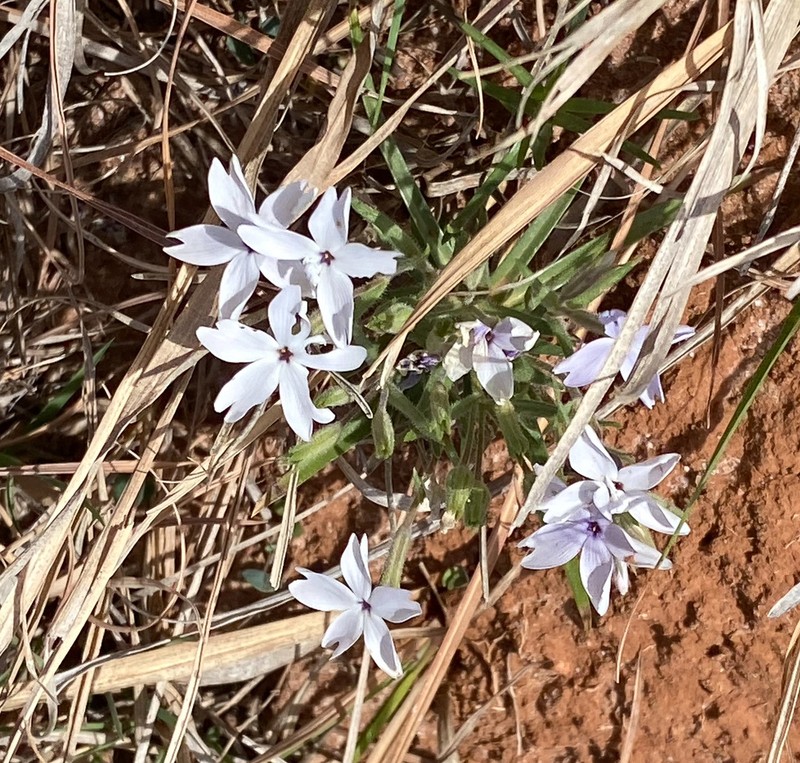 Oklahoma Phlox photo 2
