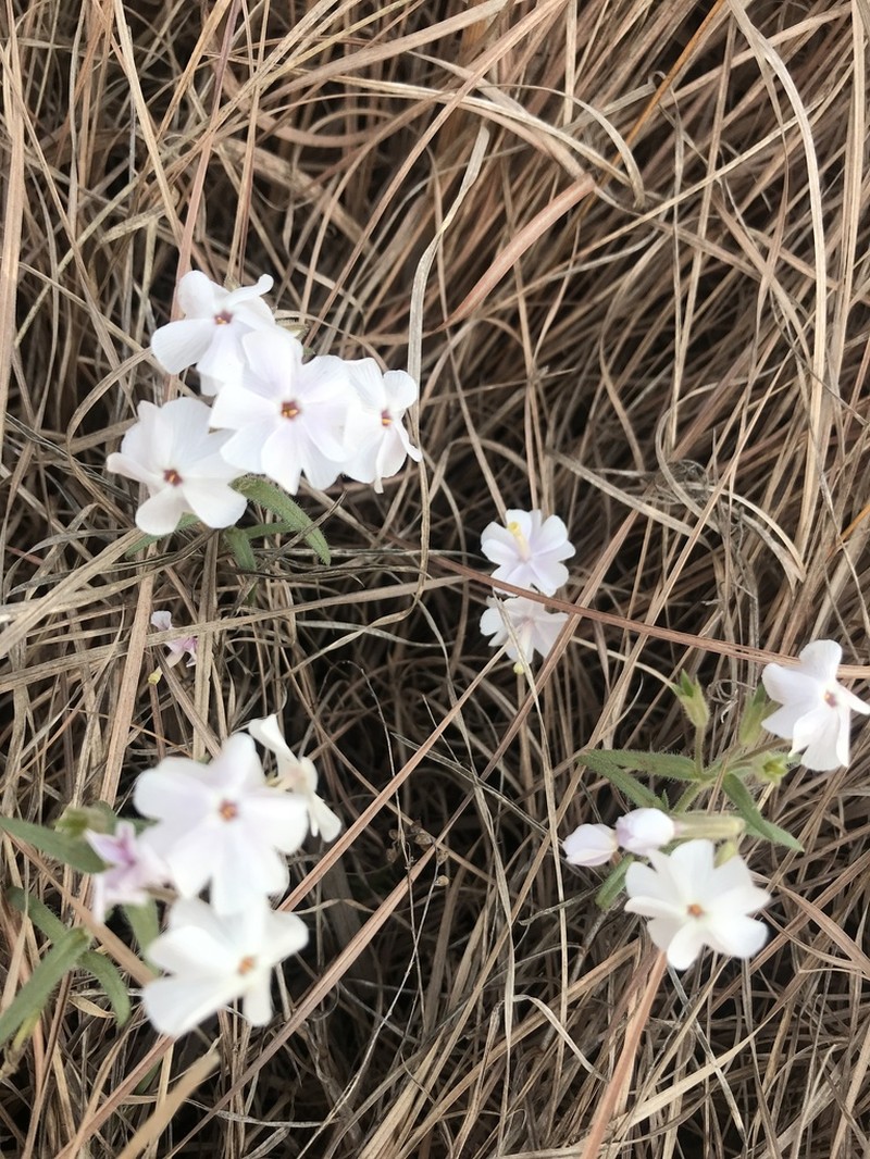 Oklahoma Phlox photo 3