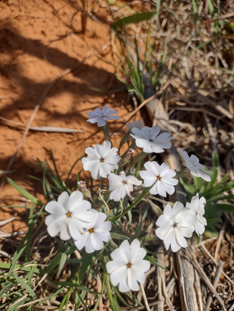 Oklahoma Phlox photo 4