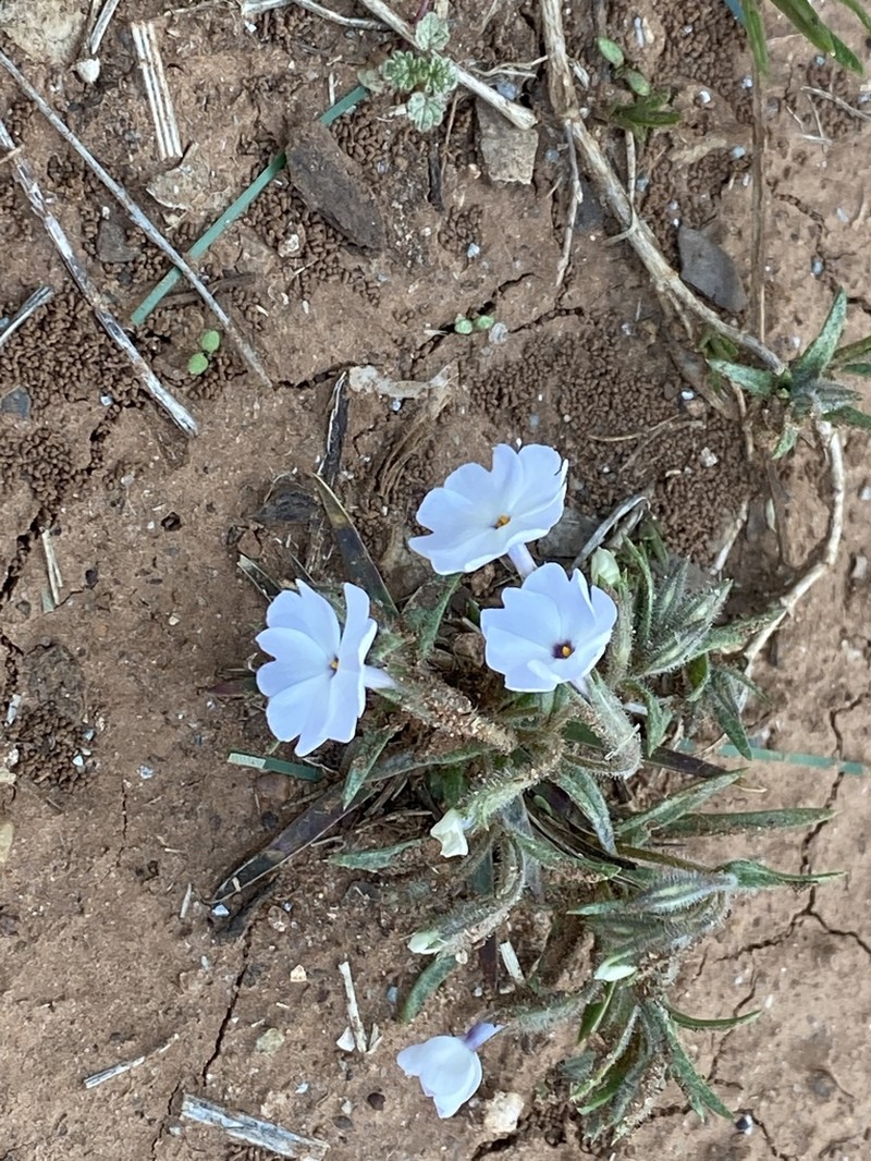 Oklahoma Phlox photo 5