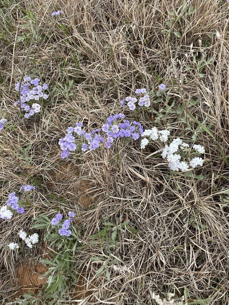 Oklahoma Phlox photo 6