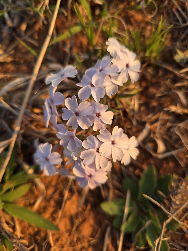 Oklahoma Phlox photo 7