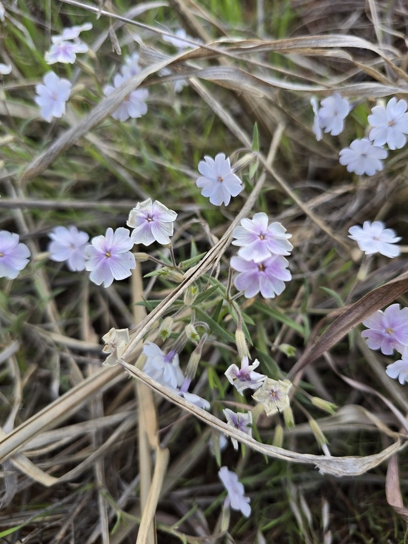 Oklahoma Phlox photo 8