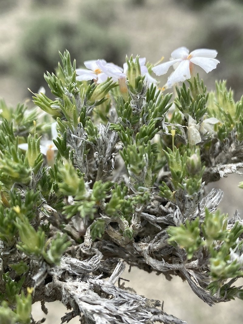 Opal Phlox