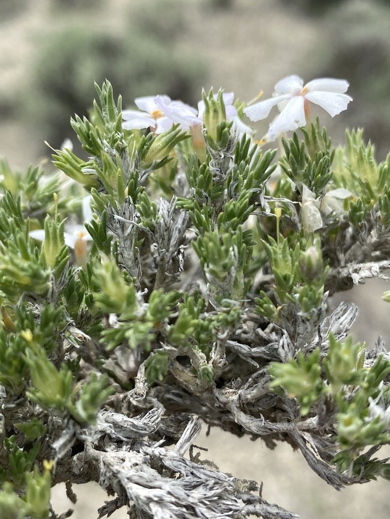 Opal Phlox photo 2