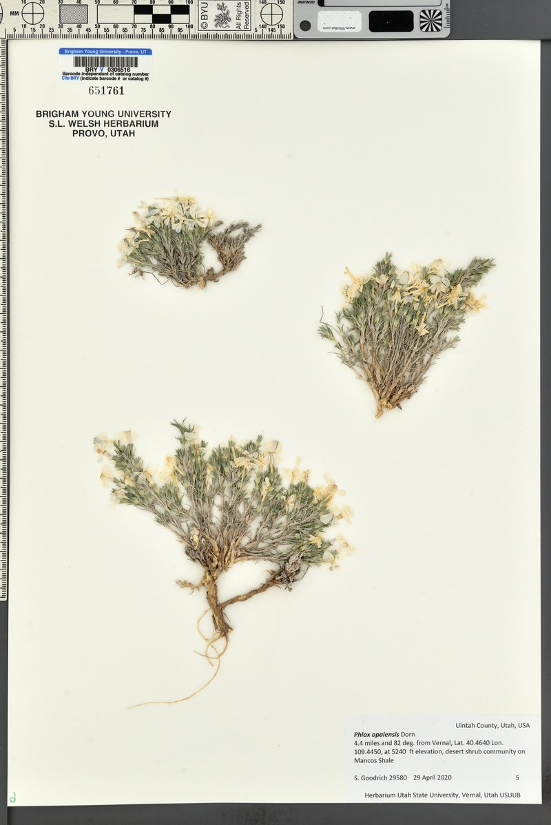 Opal Phlox photo 3