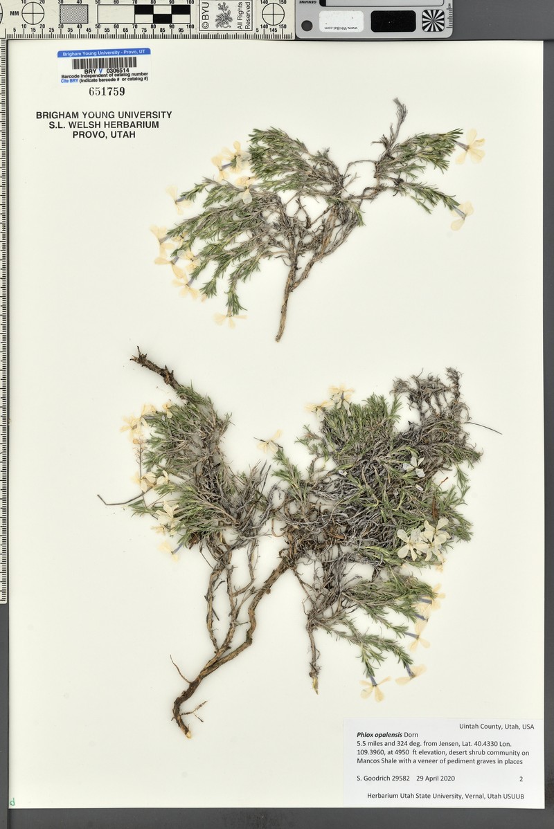 Opal Phlox photo 4