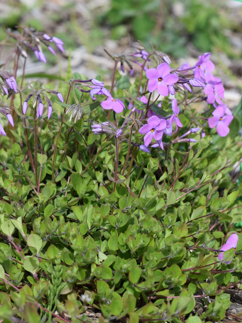 Wideflower Phlox