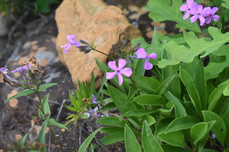 Wideflower Phlox photo 3