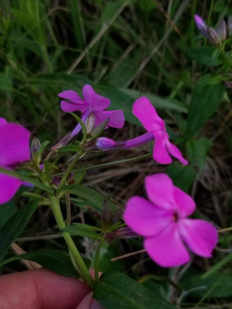 Wideflower Phlox photo 4