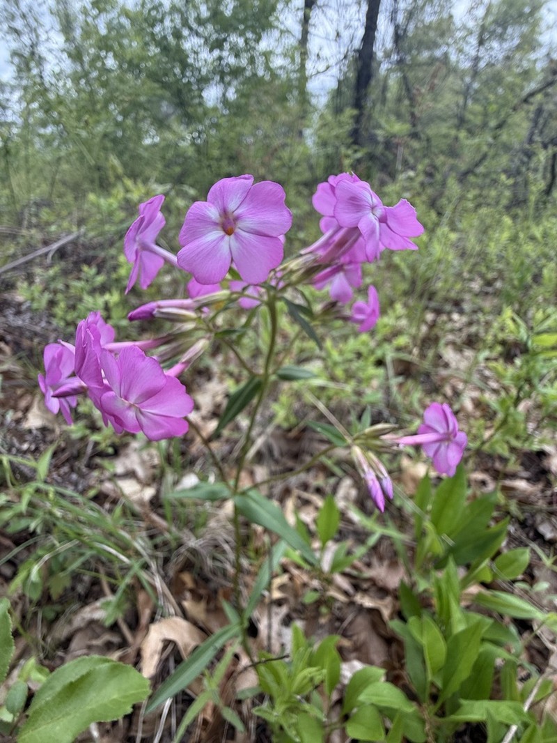 Wideflower Phlox photo 5